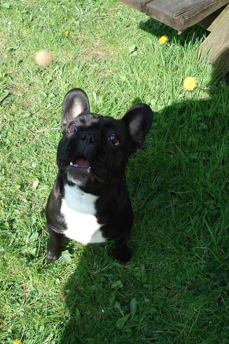 Fransk bulldog Orla R. I. P  - åååååhr moar må jeg ikke nok???? (elsker det udtryk i øjnene:-D) billede 16