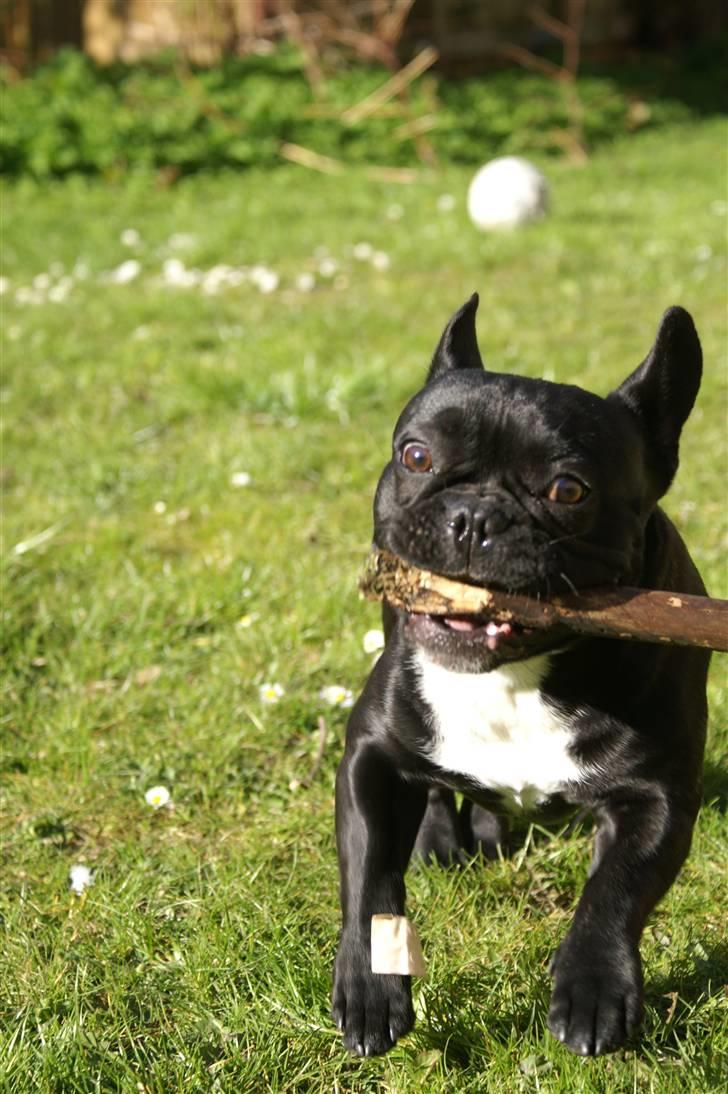 Fransk bulldog Orla R. I. P  - Orla leger billede 17