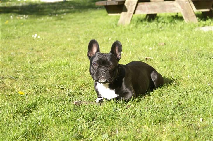Fransk bulldog Orla R. I. P  - Orla soler sig billede 18