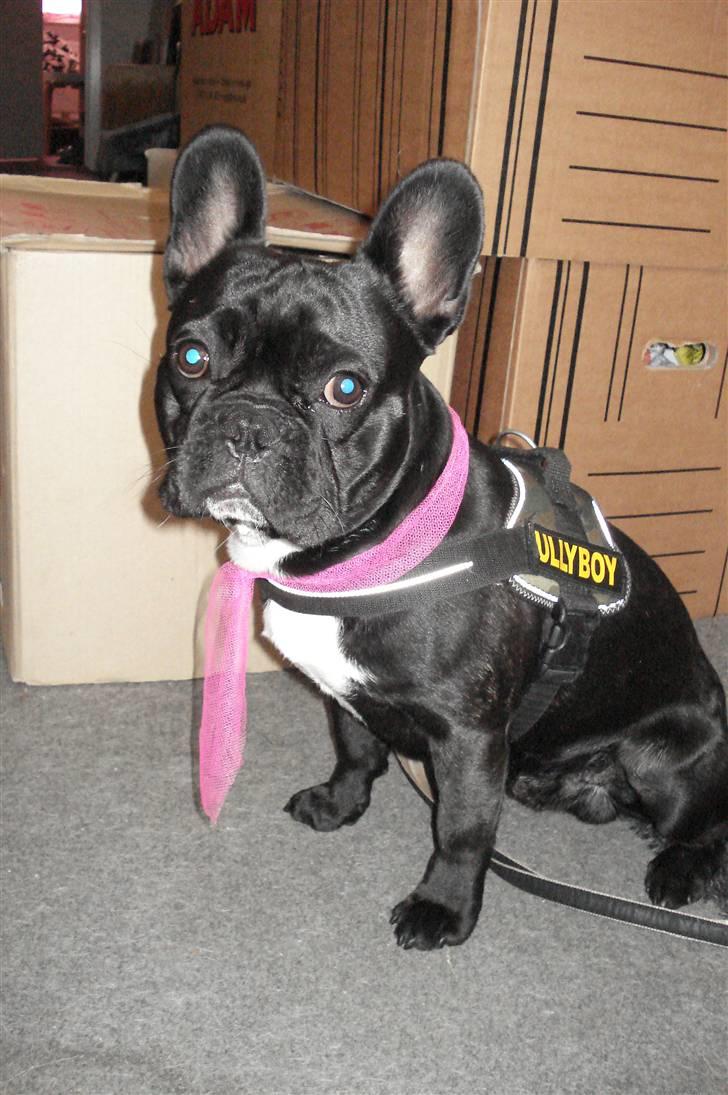 Fransk bulldog Orla R. I. P  - Orla var med ude at demonstrere da der var strejke:-D billede 19