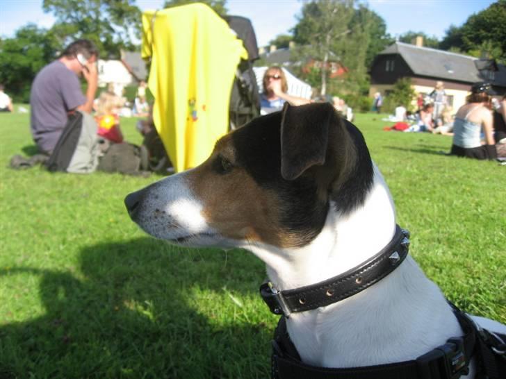 Jack russell terrier Frida - Obsevant i Parken billede 11