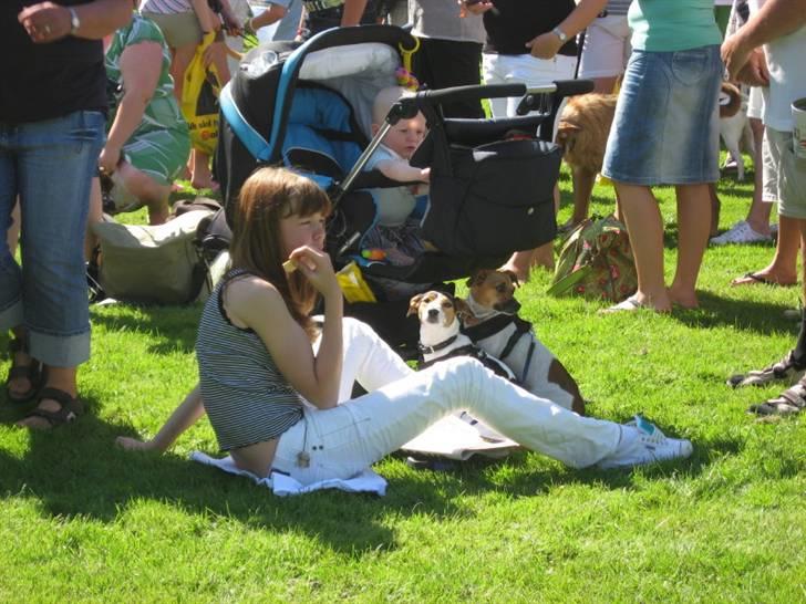 Jack russell terrier Frida - Bernstoffsparken billede 12