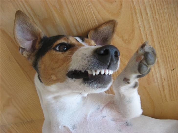 Jack russell terrier Frida - Fine bisser.... billede 13