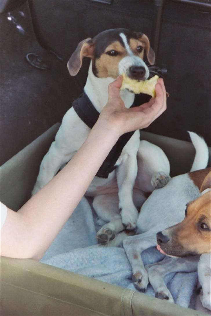 Jack russell terrier Frida - Spiser lige lidt æble..... billede 14