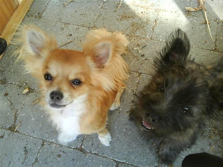 Cairn terrier Liva billede 5