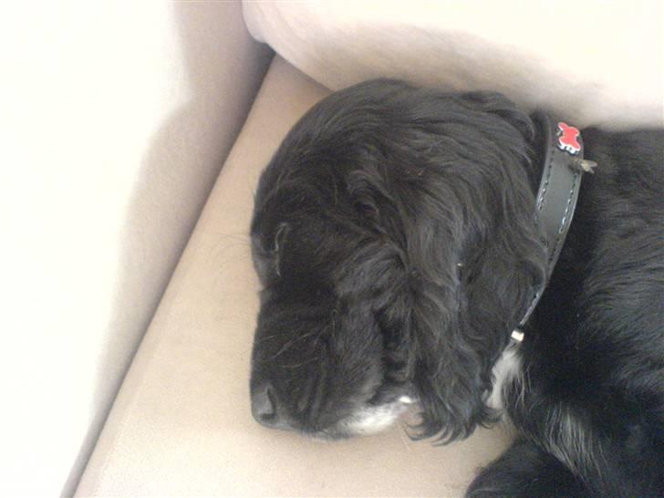 Cocker spaniel Felix billede 3