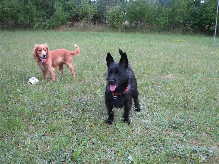 Blanding af racer Honey - Det er sjovt at lege med Buller, som er vores feriehund i 14 dage billede 15