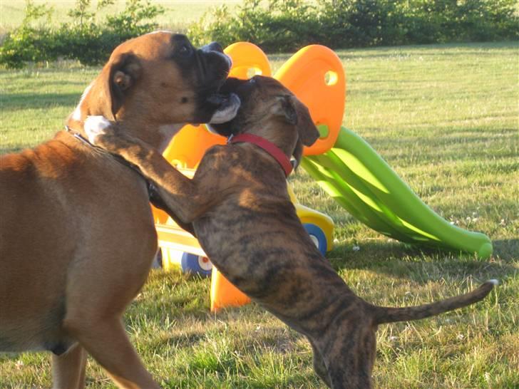 Boxer Nala billede 3