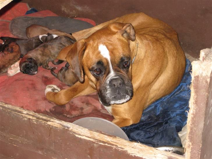 Boxer Nala billede 4