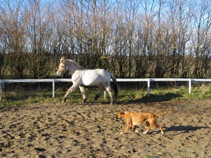 Boxer Nala billede 5