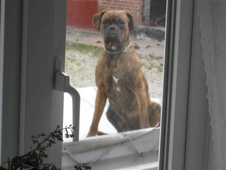 Boxer Boss (R.I.P. 21/3-09) billede 1
