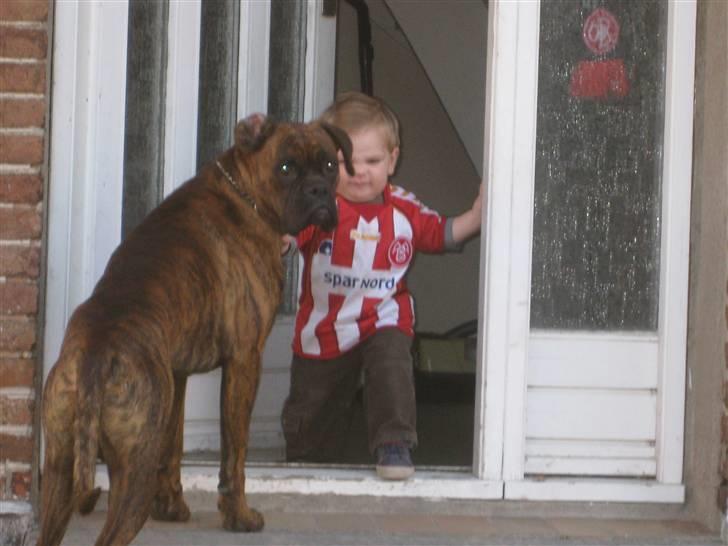 Boxer Boss (R.I.P. 21/3-09) billede 2