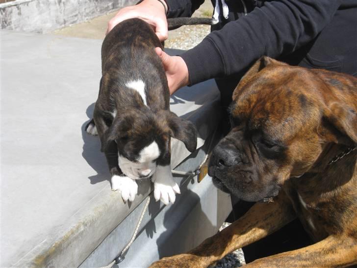 Boxer Boss (R.I.P. 21/3-09) billede 3