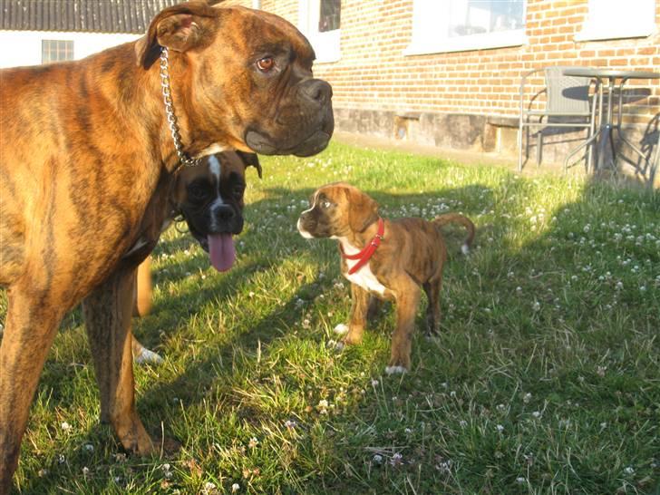 Boxer Boss (R.I.P. 21/3-09) billede 4