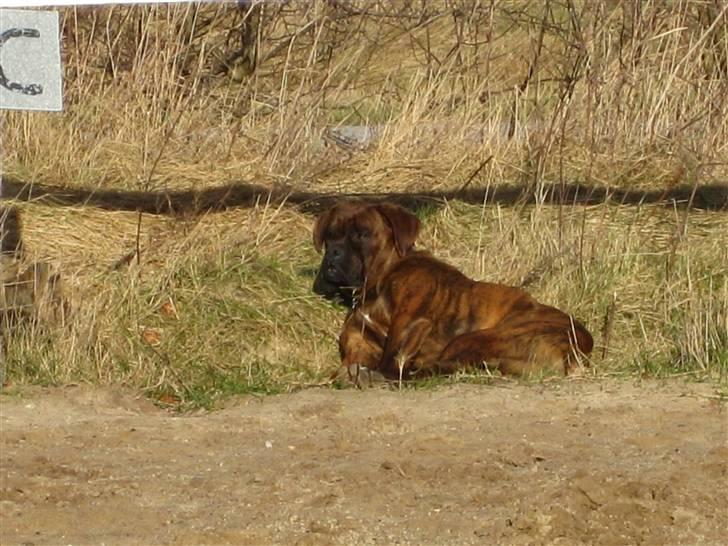 Boxer Boss (R.I.P. 21/3-09) billede 5