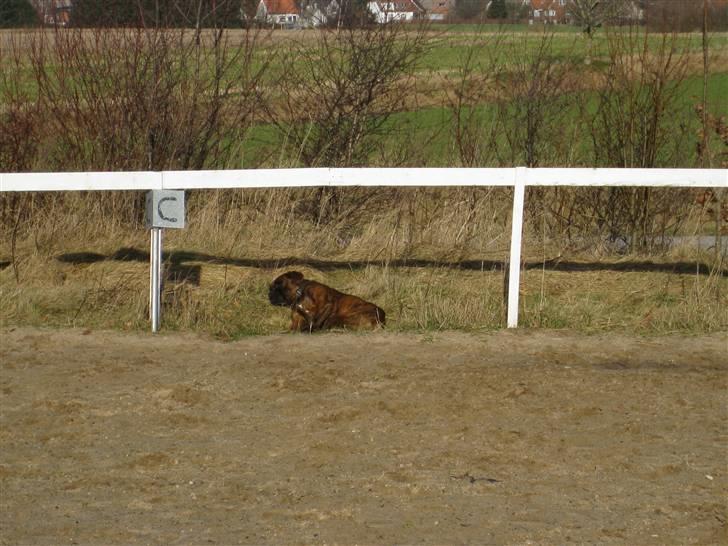 Boxer Boss (R.I.P. 21/3-09) billede 6