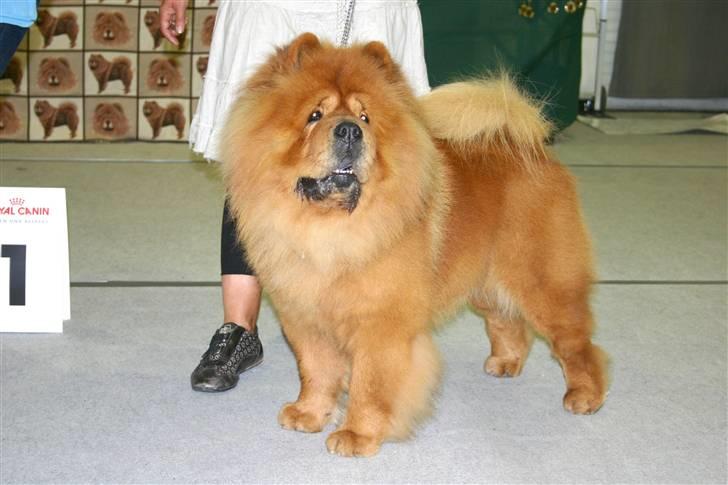 Chow chow Trever of The Chinas Joy - 2008: Udstilling i Giessen, Tyskland Bedst I Racen billede 7