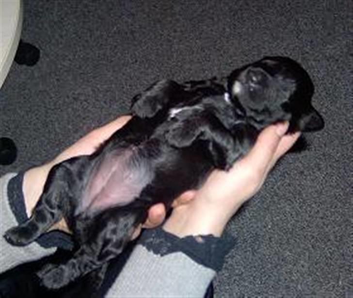 Blanding af racer Manta - tyk baby billede 1