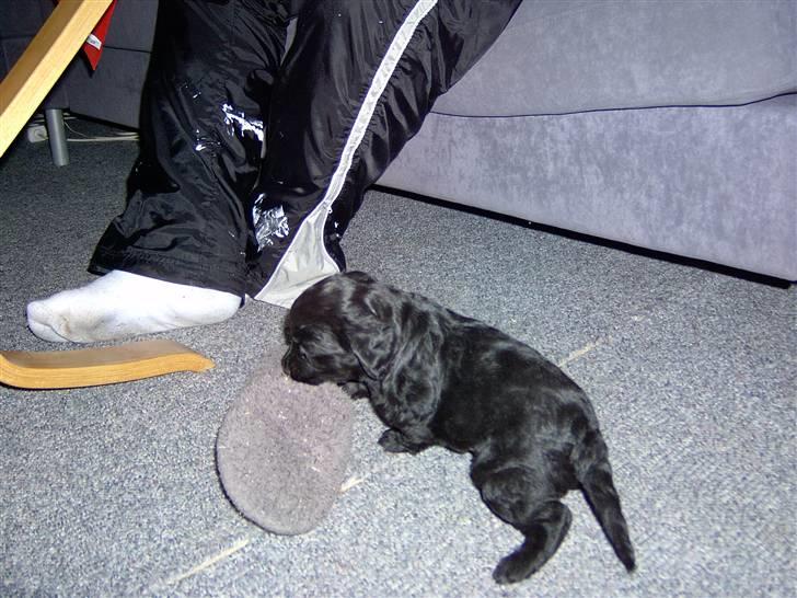 Blanding af racer Manta - yndlings hjemmefutten billede 2