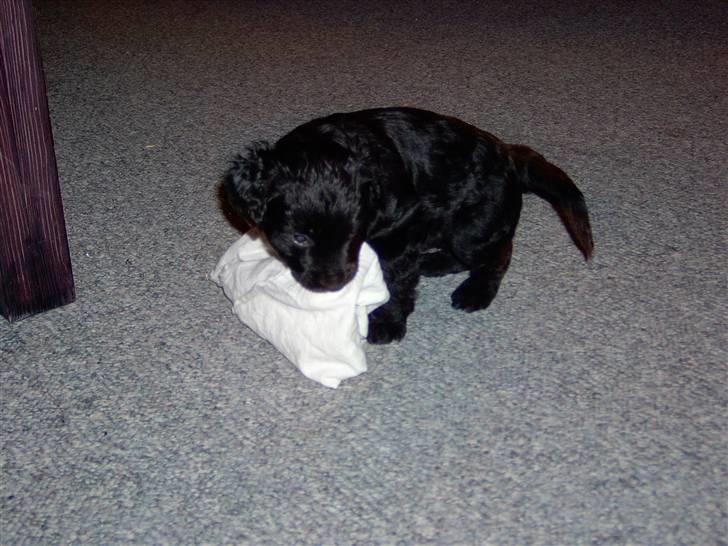 Blanding af racer Manta - tøjrotten får bank billede 3