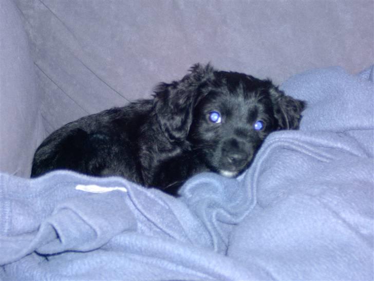 Blanding af racer Manta - billedet taler for sig selv tror jeg billede 4