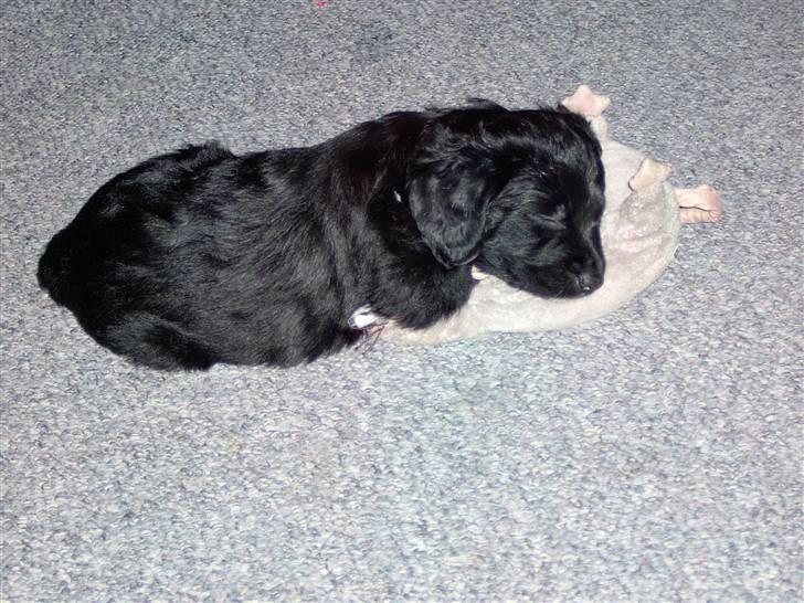 Blanding af racer Manta - min bedste ven... rotten billede 5