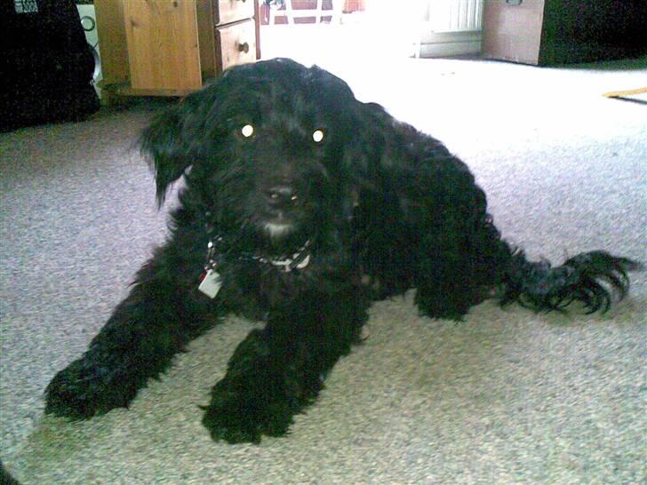 Blanding af racer Manta - sådan ser jeg så ud nu... billede 6