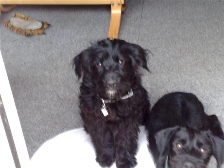 Blanding af racer Manta - mig i centrum billede 7