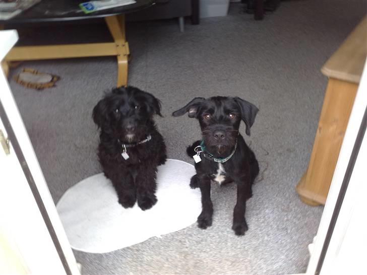 Blanding af racer Manta - mig og min bror, samson. det er mig der sidder til venstre billede 8