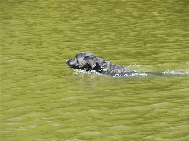 Labrador retriever Sussi - Sussi i søen d. 14. juli 2008. billede 9