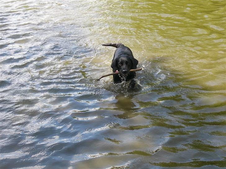 Labrador retriever Sussi - Sussi i søen d. 14. juli 2008. billede 10