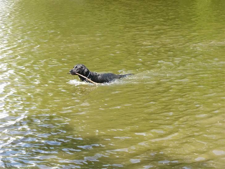 Labrador retriever Sussi - Sussi i søen d. 14. juli 2008. billede 11