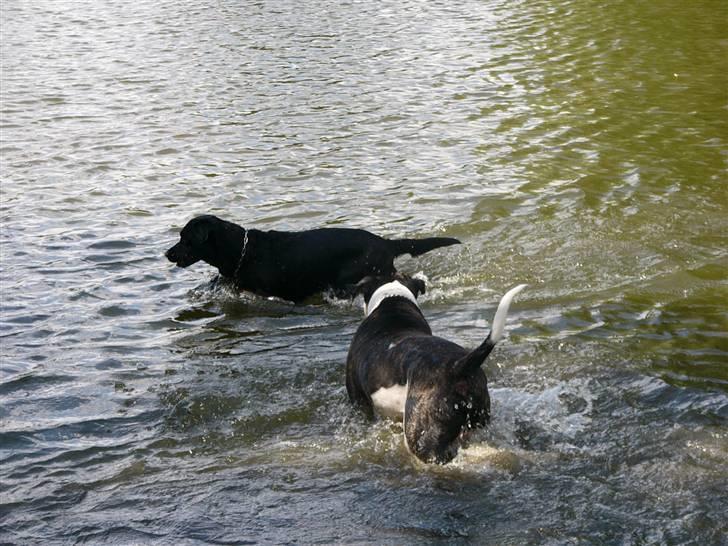 Labrador retriever Sussi - Sussi i søen sammen med dejlige Rocko d. 14. juli 2008. billede 12