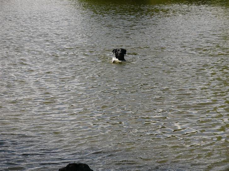 Labrador retriever Sussi - Sussi i søen d. 14. juli 2008. billede 13