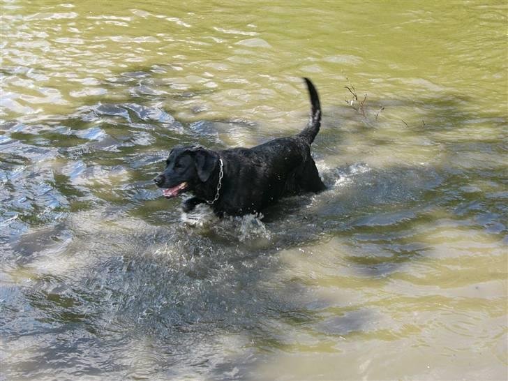 Labrador retriever Sussi - Sussi i søen d. 14. juli 2008. billede 14