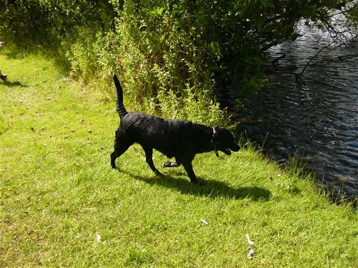 Labrador retriever Sussi - Sussi i søen d. 14. juli 2008. billede 15