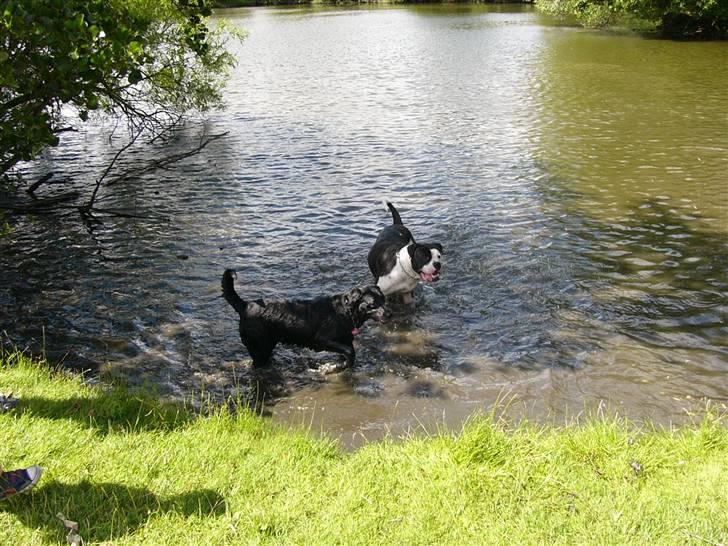 Labrador retriever Sussi - Sussi i søen sammen med dejlige Rocko d. 14. juli 2008. billede 16