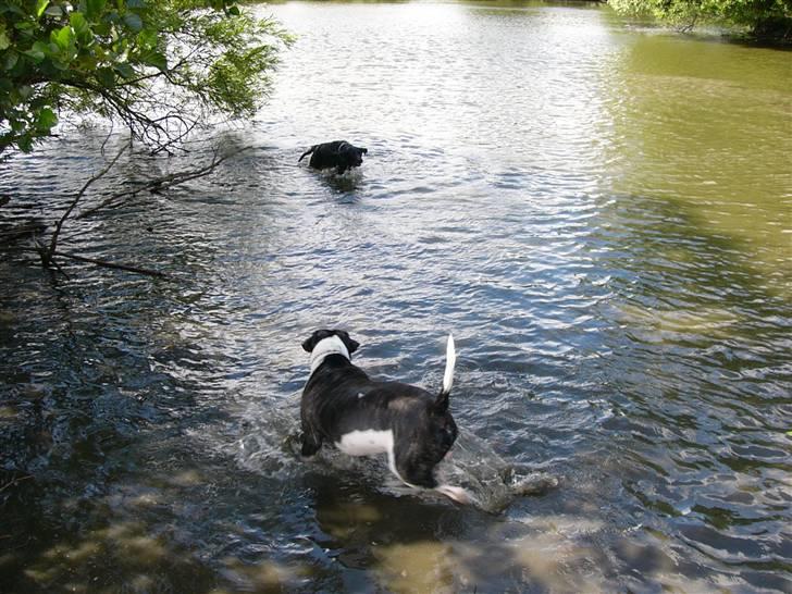Labrador retriever Sussi - Sussi i søen sammen med dejlige Rocko d. 14. juli 2008. billede 17