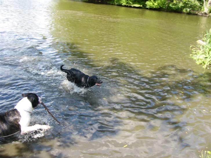 Labrador retriever Sussi - Sussi i søen sammen med dejlige Rocko d. 14. juli 2008. billede 18
