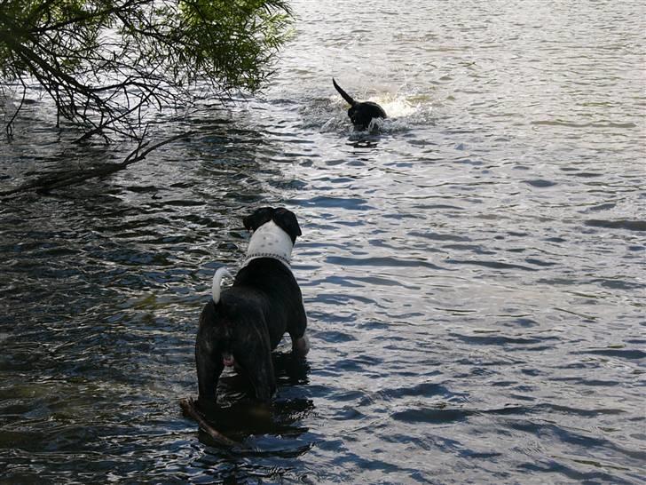 Labrador retriever Sussi - Sussi i søen sammen med dejlige Rocko d. 14. juli 2008. billede 19