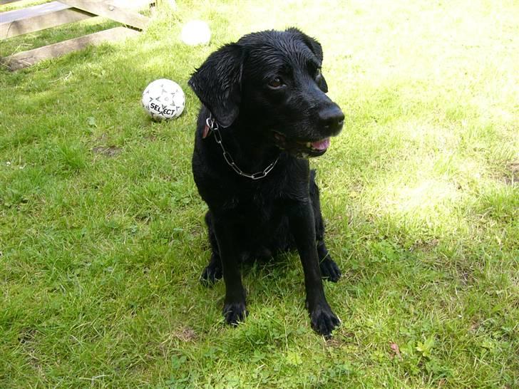 Labrador retriever Sussi - Vores smukke Sussi - en dag vi aldrig glemmer - d. 14. juli 2008. billede 20