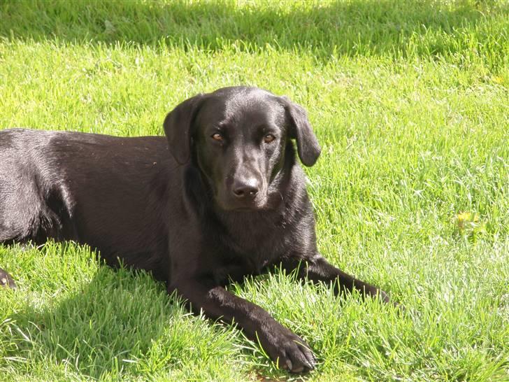 Labrador retriever Gribskov Skadi - Gribskov Skadi sommeren 2008 billede 1