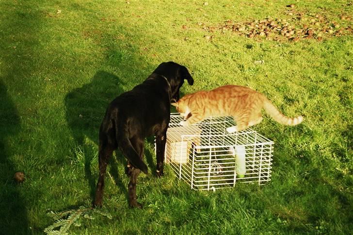 Labrador retriever Gribskov Skadi - Skadi og Tarzan driller marsvinet "piv" billede 2