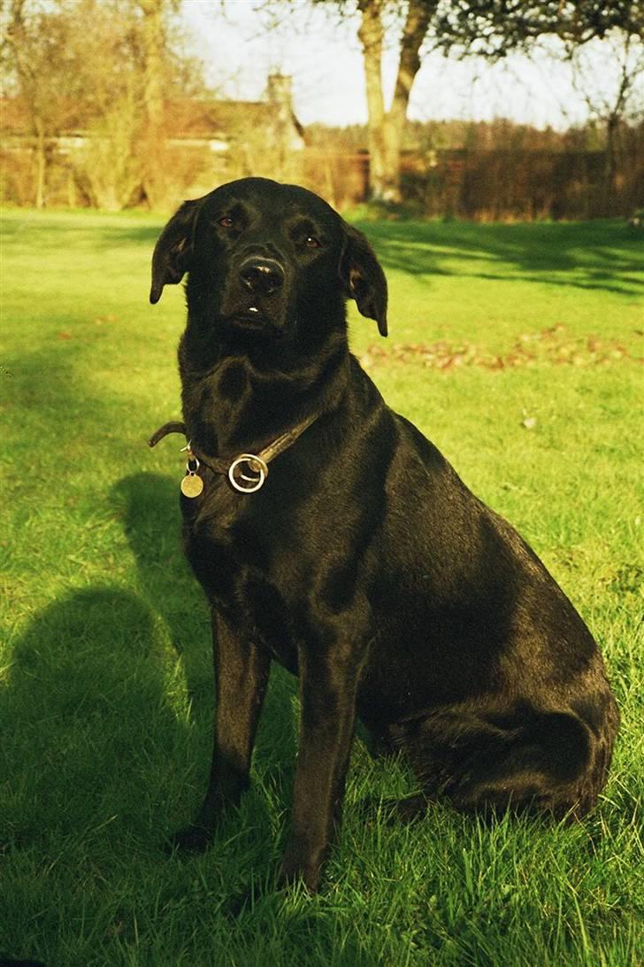 Labrador retriever Gribskov Skadi - 2008 billede 3