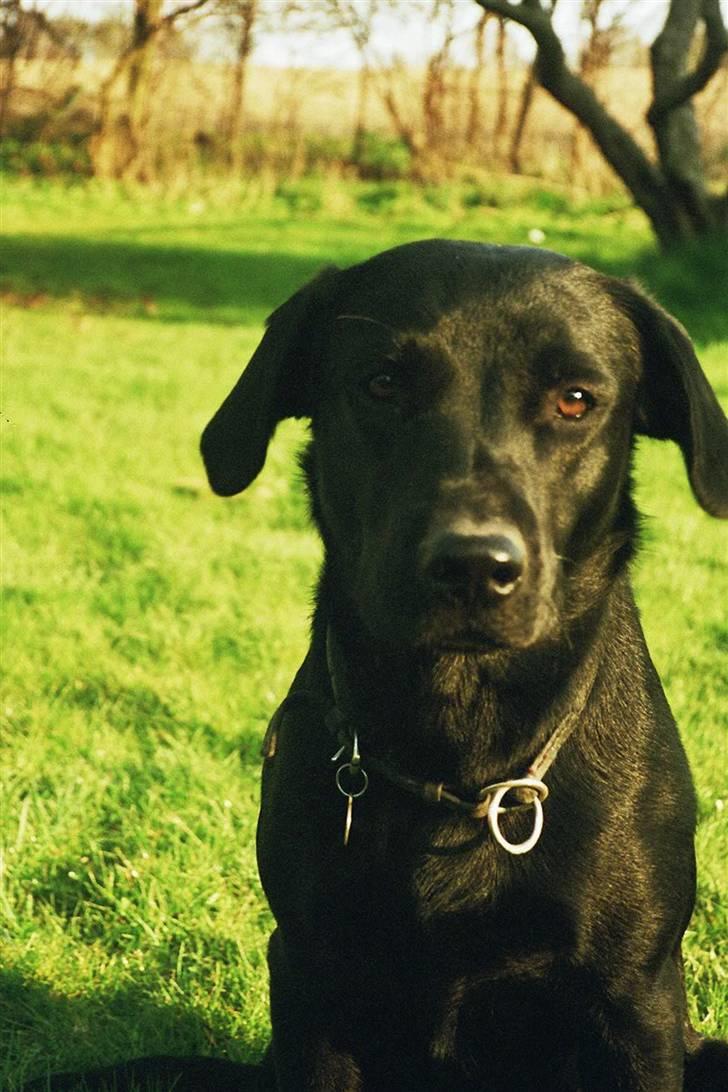 Labrador retriever Gribskov Skadi - Skadi viser hun har "bob"ører som sin mor billede 4
