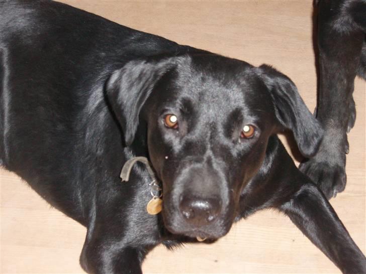 Labrador retriever Gribskov Skadi - Skadi 2008 billede 5