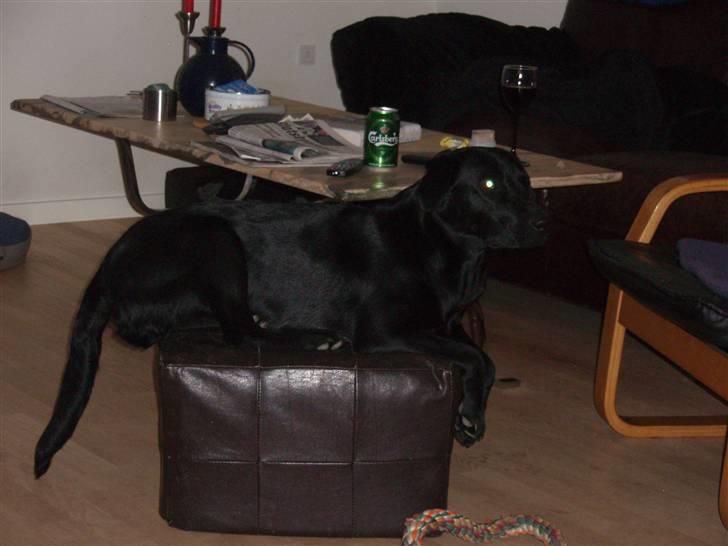 Labrador retriever Gribskov Skadi - Ynglingspladsen billede 6