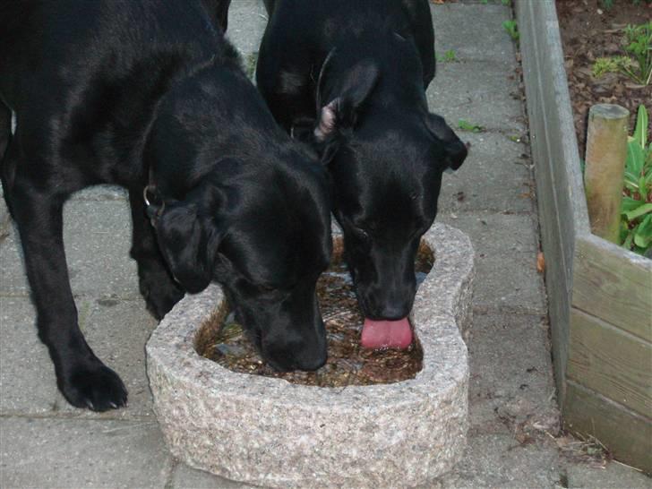 Labrador retriever Gribskov Skadi - Skadi og Odin drikker fuglenesvand. juli 2008 billede 7