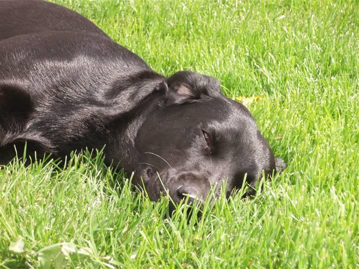 Labrador retriever Gribskov Skadi - en middagslur i græsset.  2008 billede 8