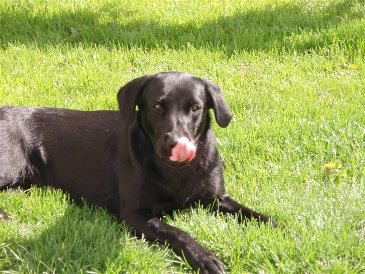 Labrador retriever Gribskov Skadi - Er der snart mad? billede 9